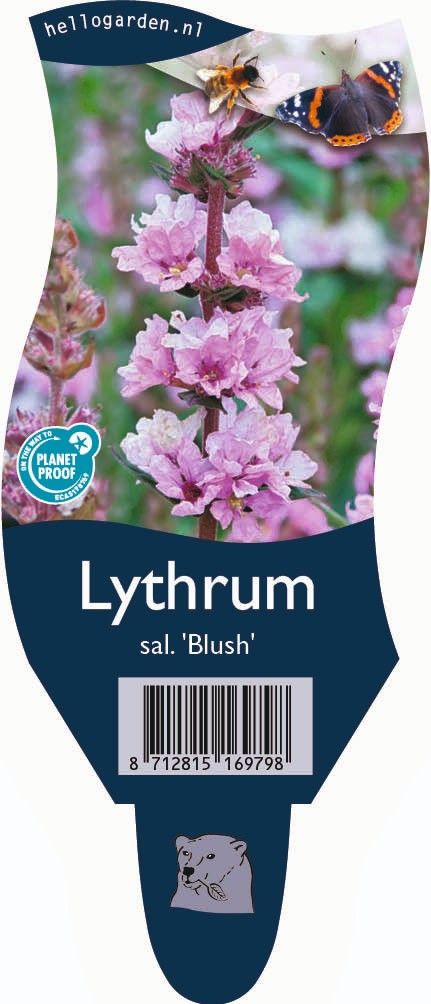 Lythrum salicaria 'Blush'