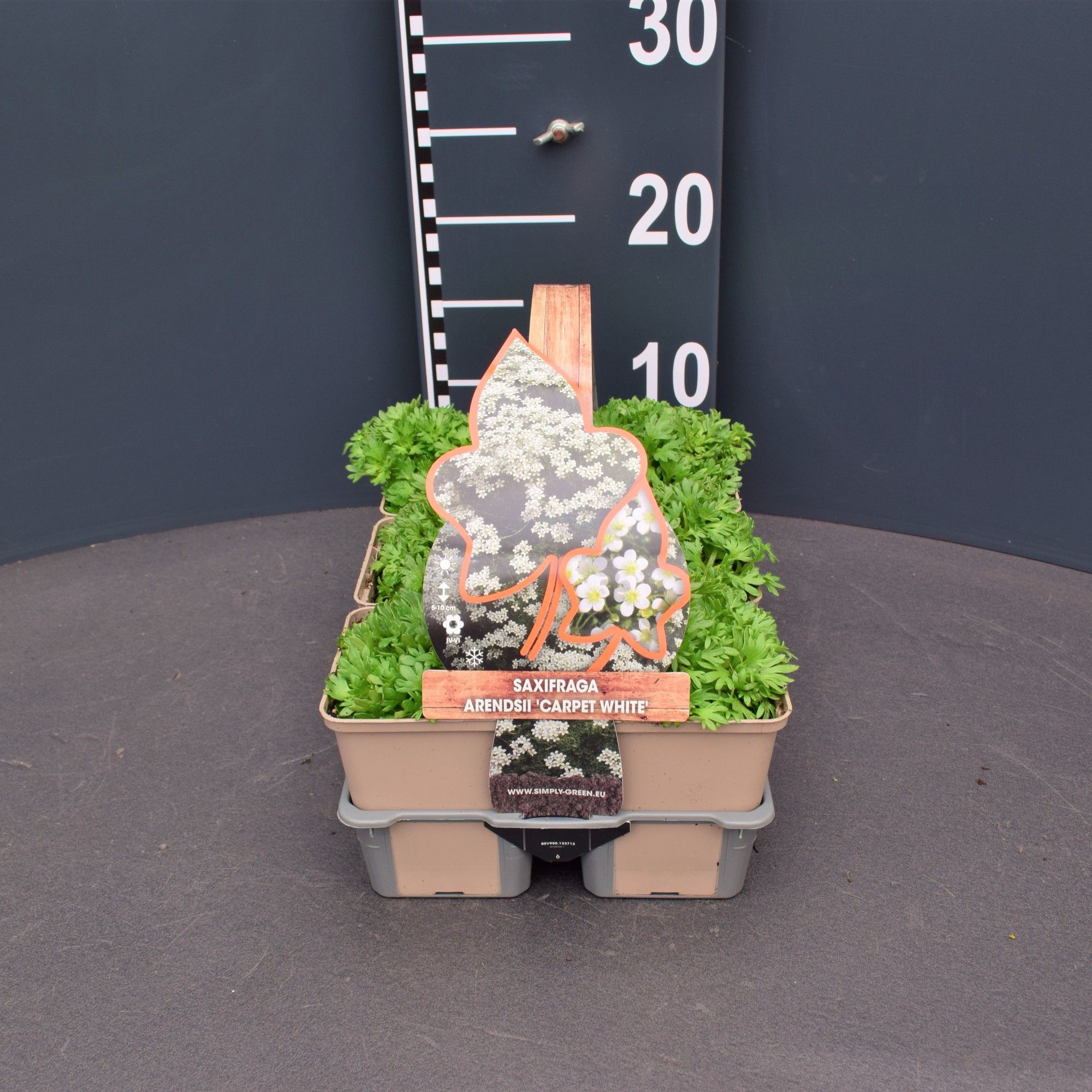 Saxifraga (A) Carpet White 6 pack