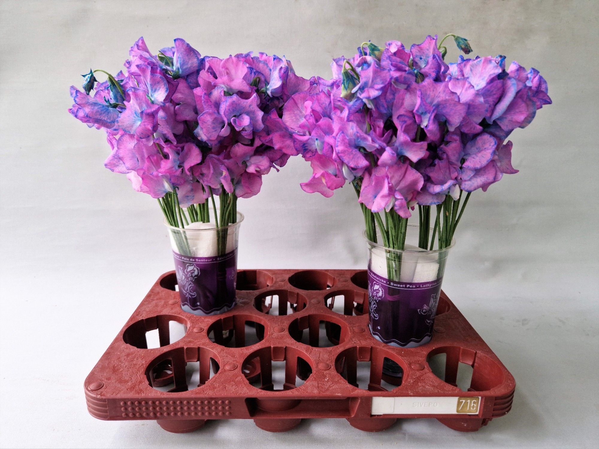 Lathyrus Purple Magic