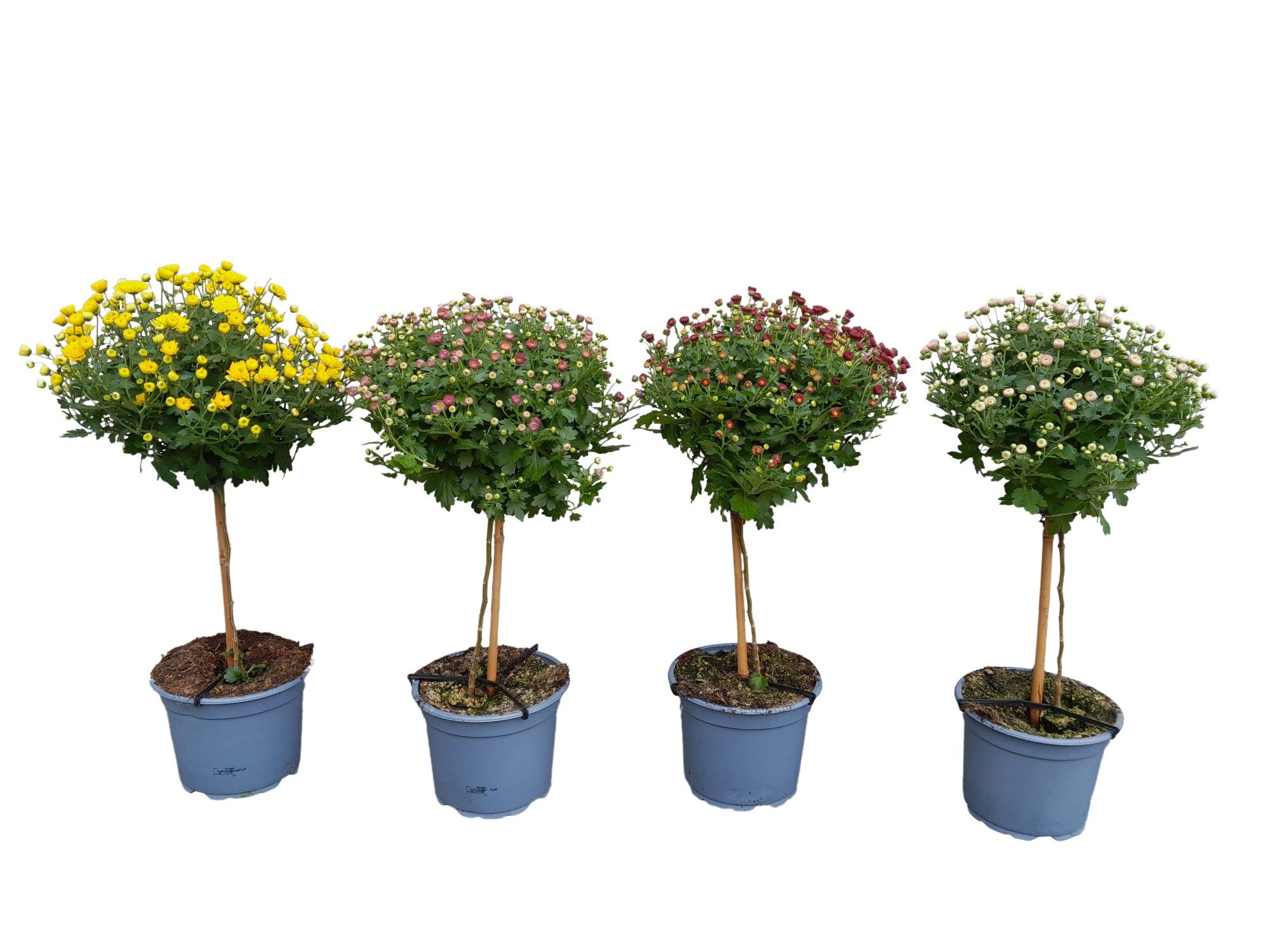 Chrysanthemum Ind. Hochstamm mix Containe Mix layer Auf Stamm | OZ Planten