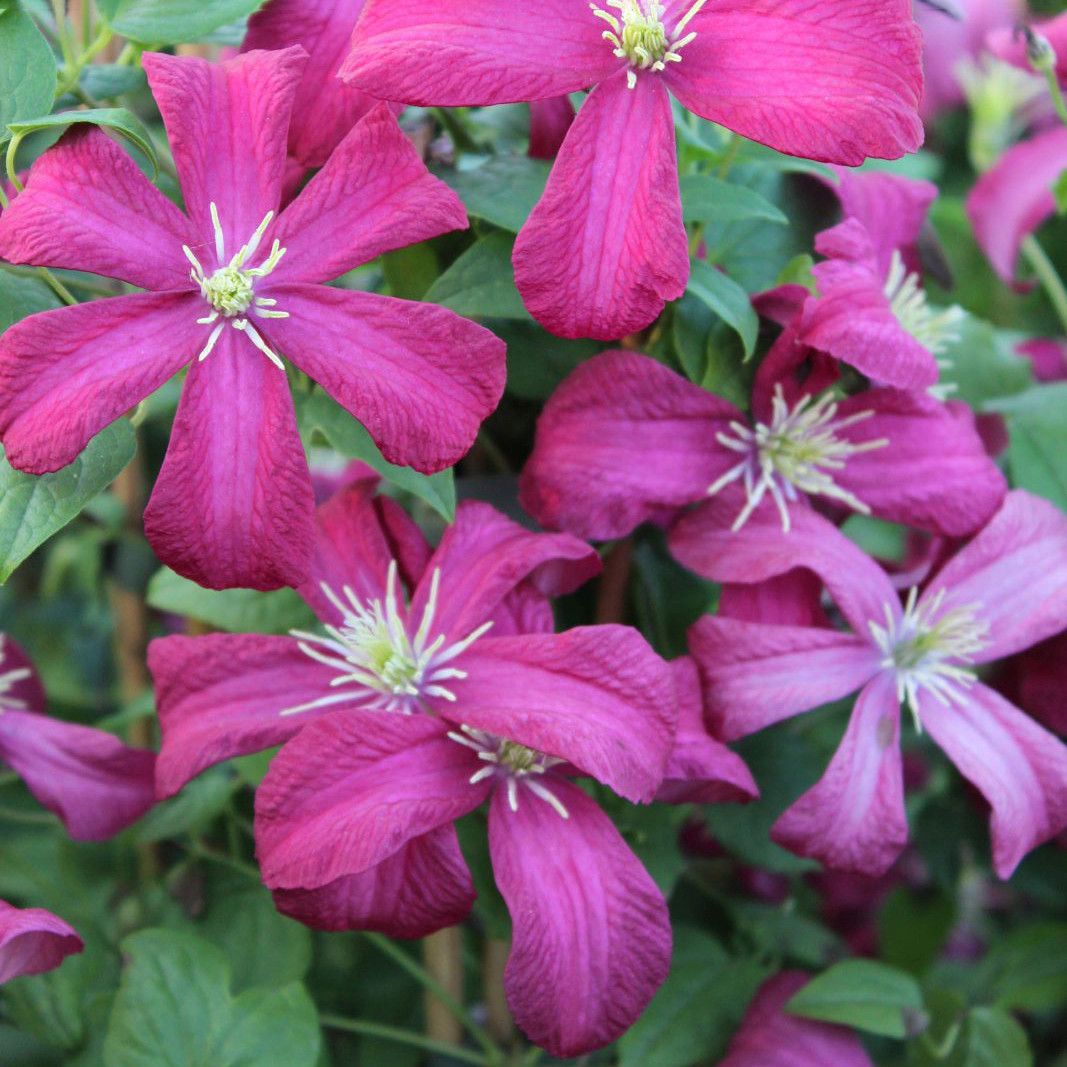 Clematis 'Madame Julia Correvon'