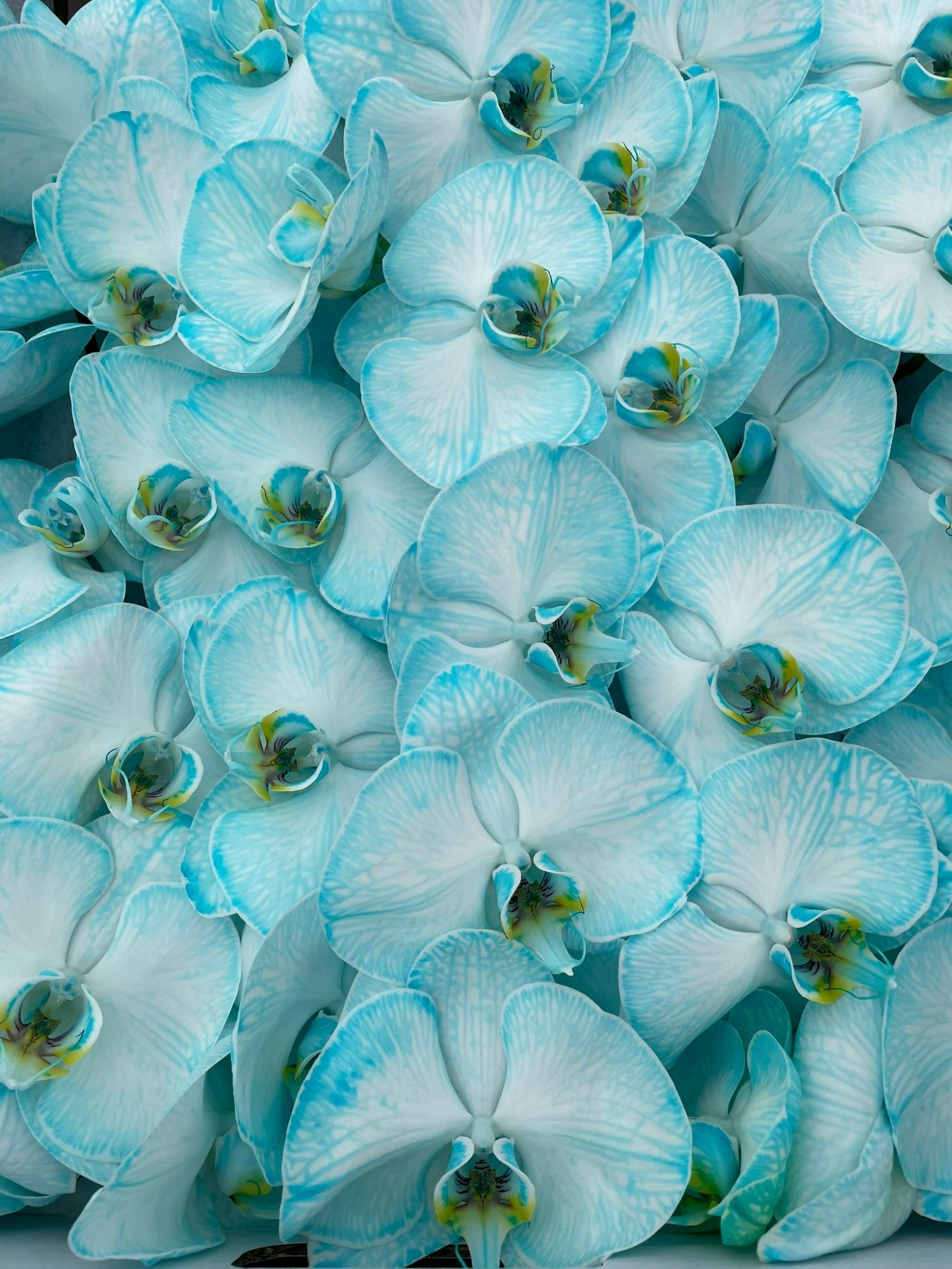 Phal Coloured Ice Blue