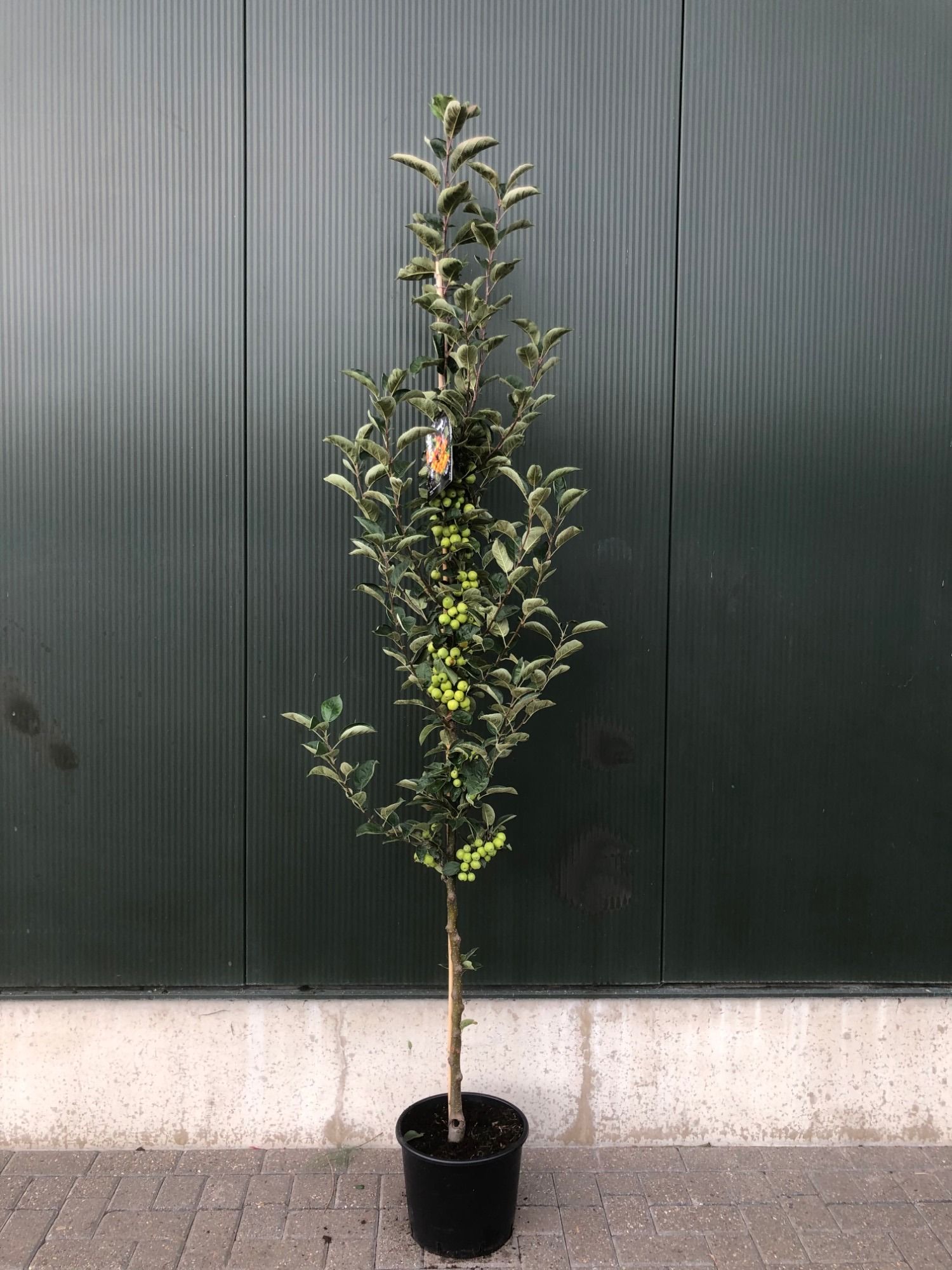 Malus 'Golden Hornet' beveerd