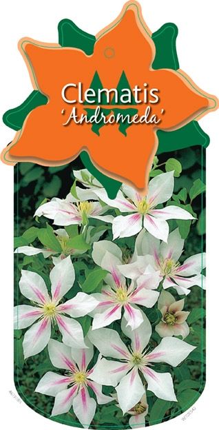 Clematis 'Andromeda'