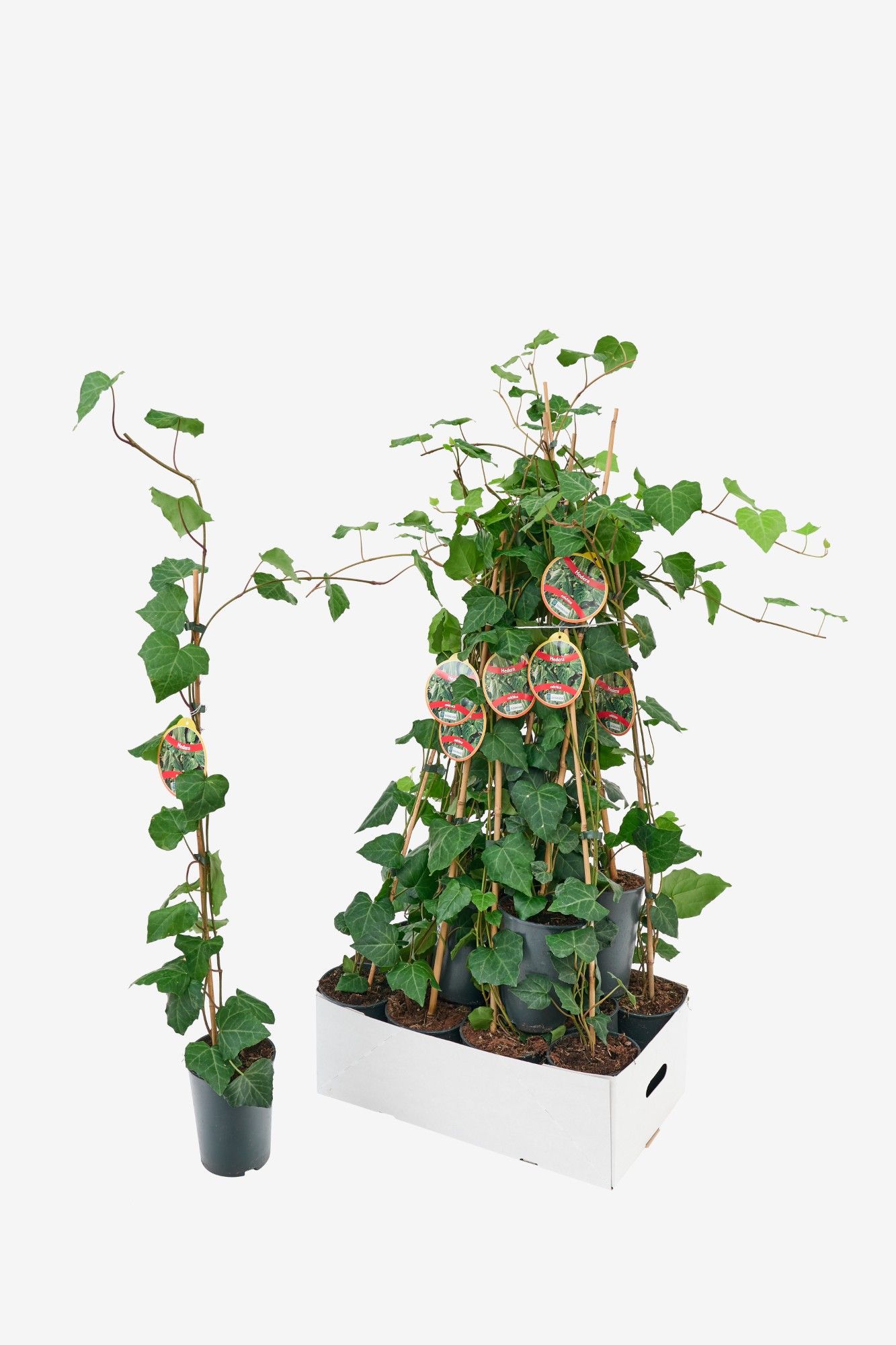 Hedera colchica