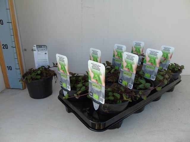 Mentha piperita 'Orange' bio sinaasappelmunt