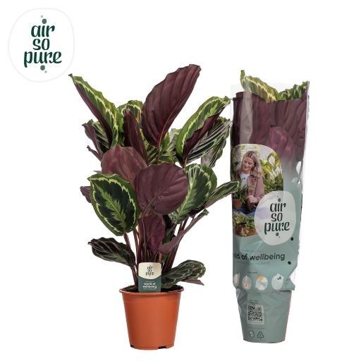 Calathea 'Medallion'
