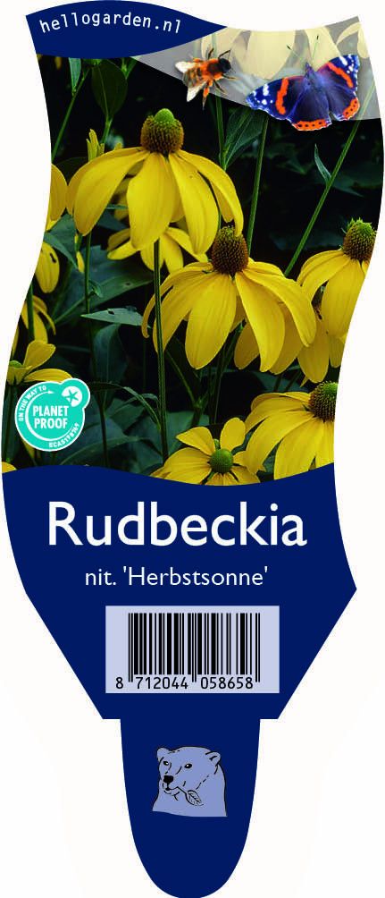 Rudbeckia nitida 'Herbstsonne'