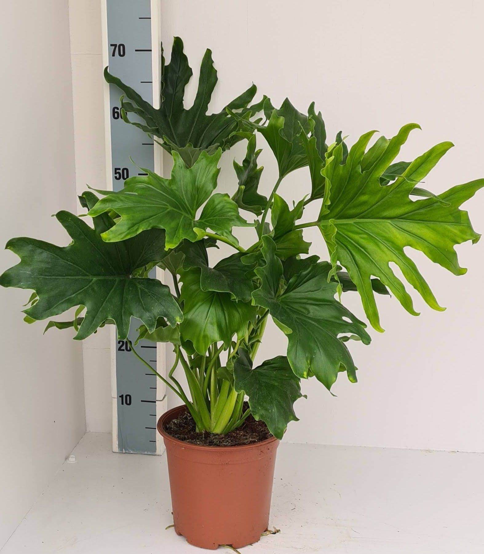 Philodendron Lickety Split | Gardenline