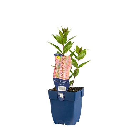Veronicastrum virg. 'Erica'