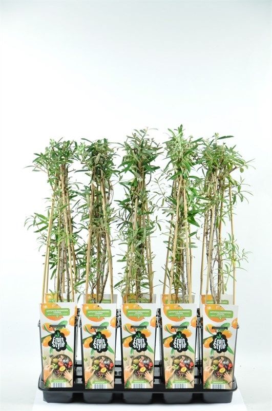 Hippophae rhamnoides 'Leikora'