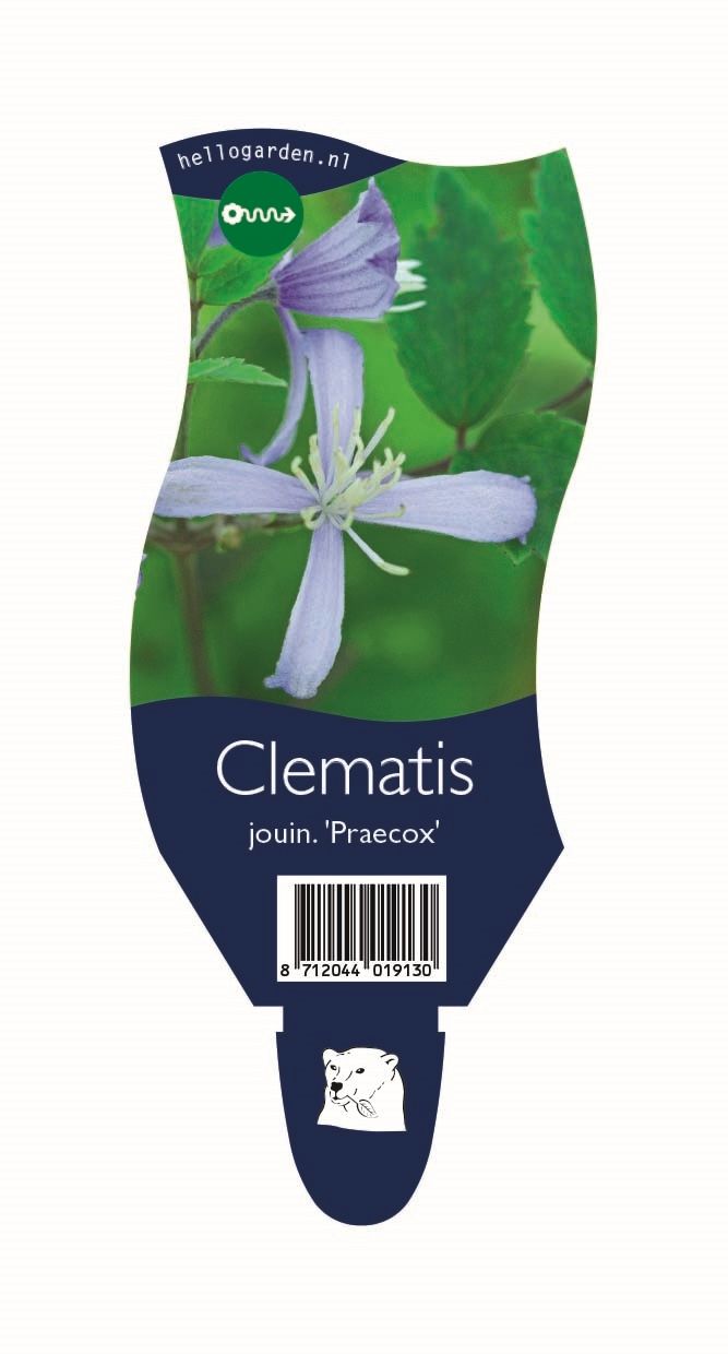 Clematis 'Praecox'