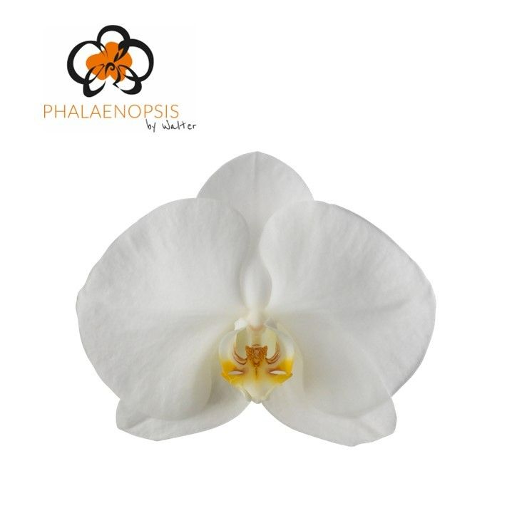 Phal Magnific Maliha