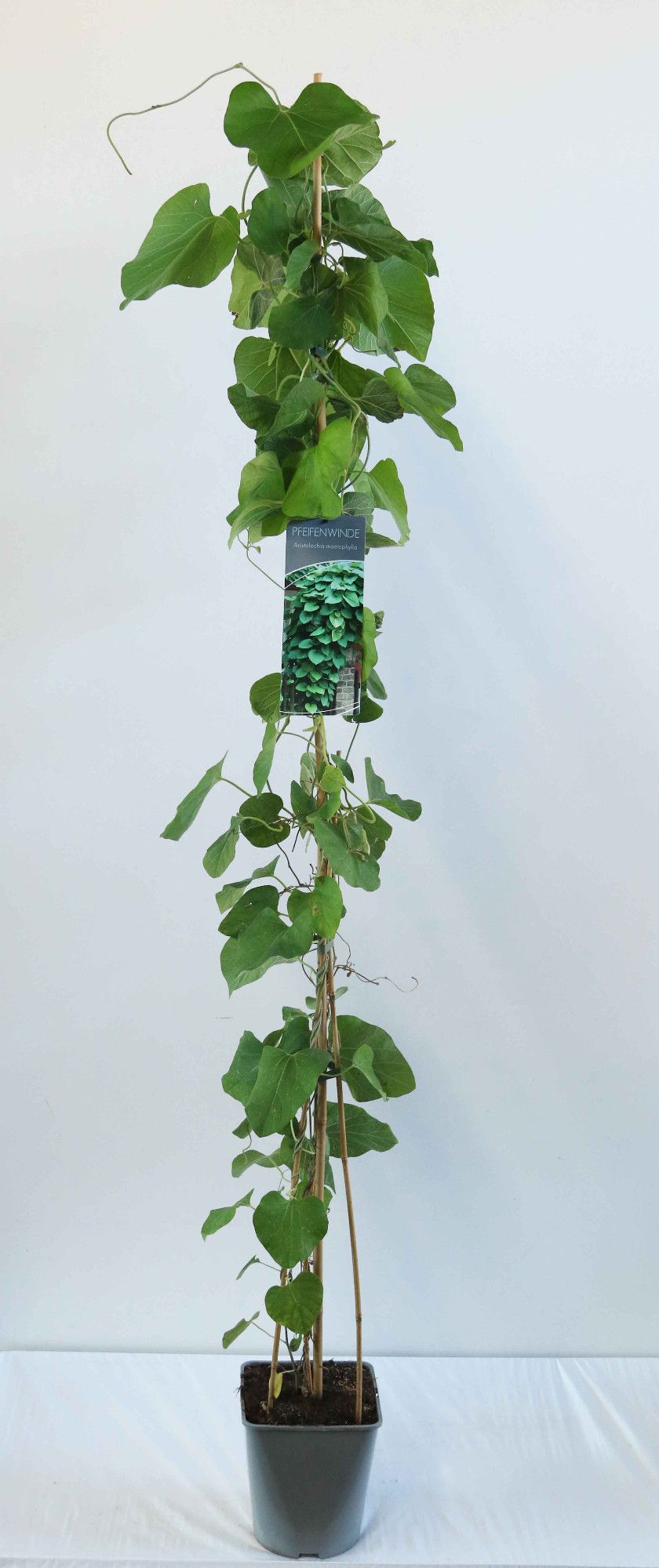Aristolochia macrophylla