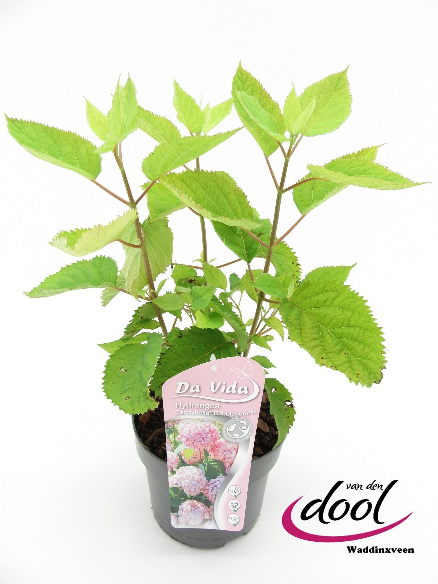 Picture of Hydrangea arb. Candybelle Bubblegum