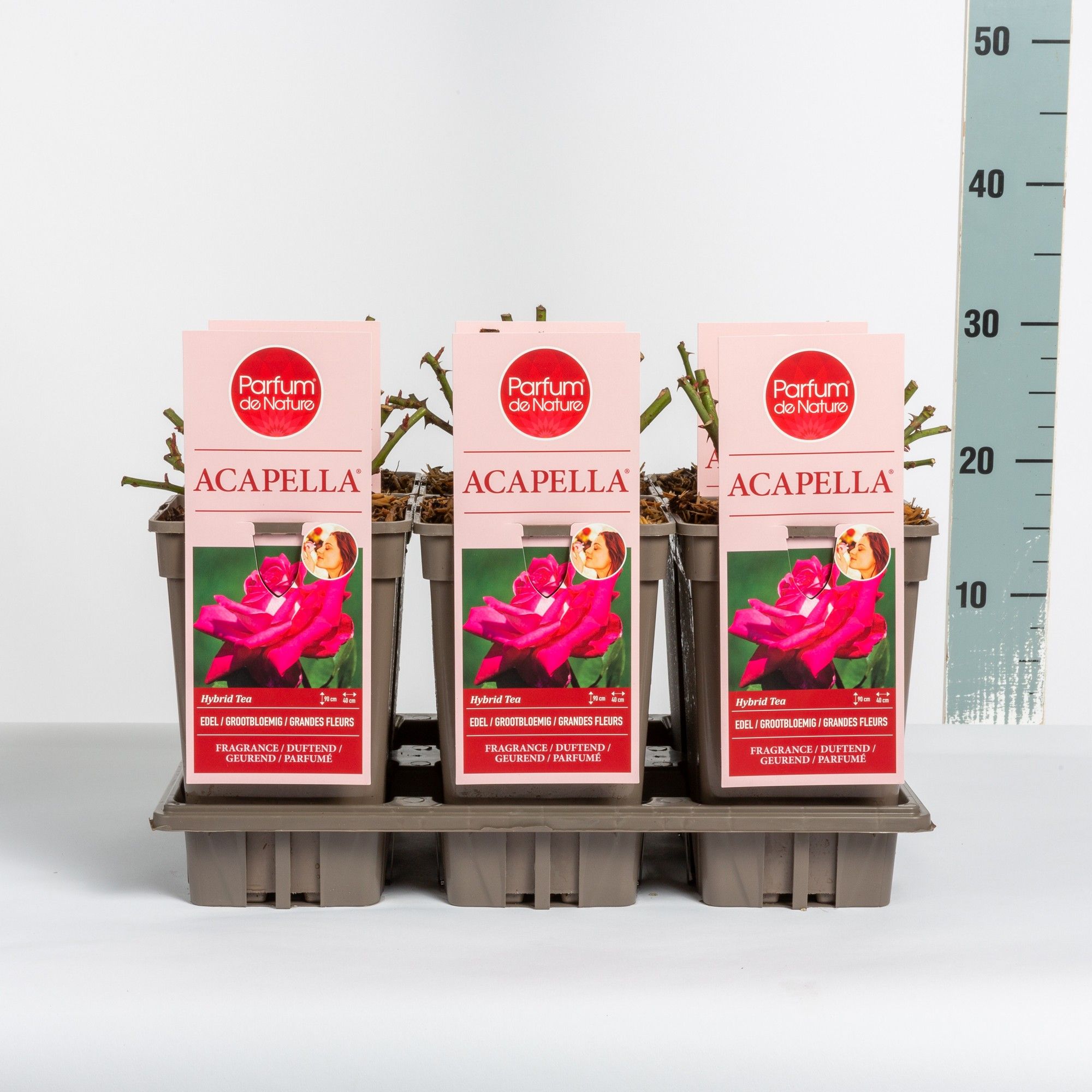 Rosa Acapella ® 'Parfum de Nature'
