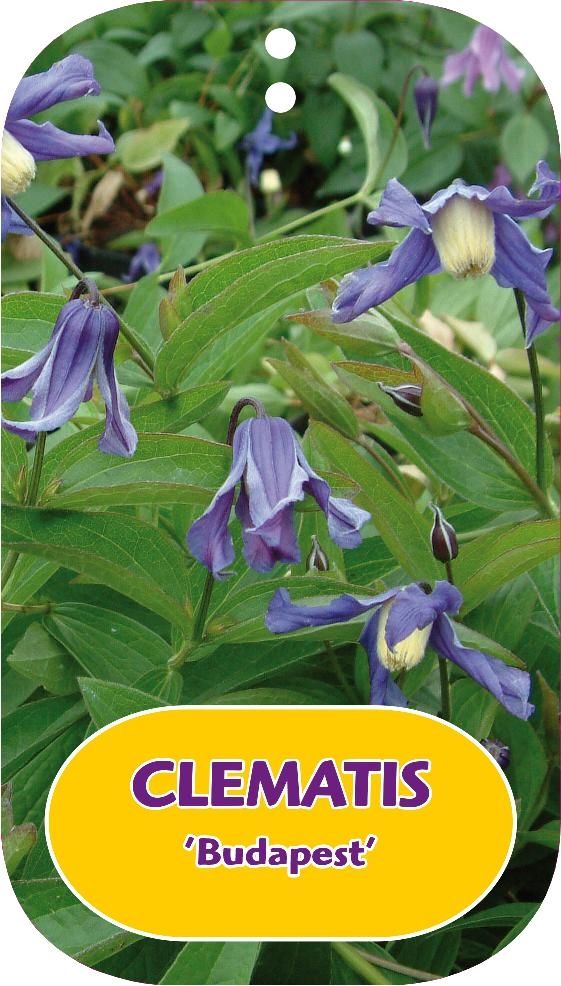 Clematis 'Budapest'