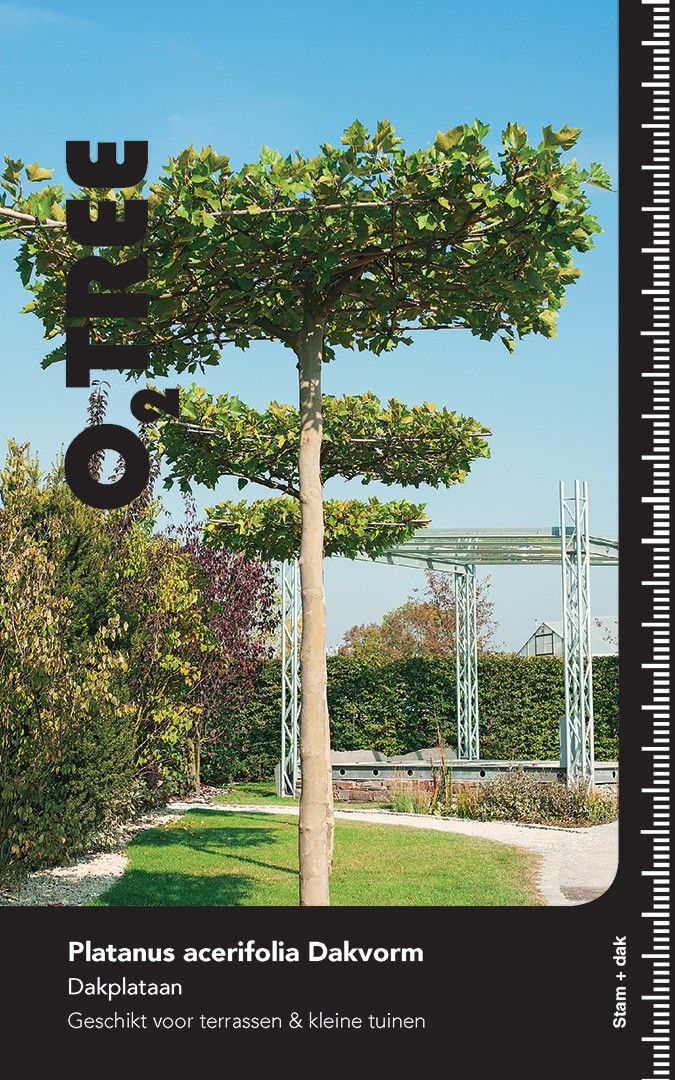 Platanus acerifolia CO 50 HT Dakvorm kruis