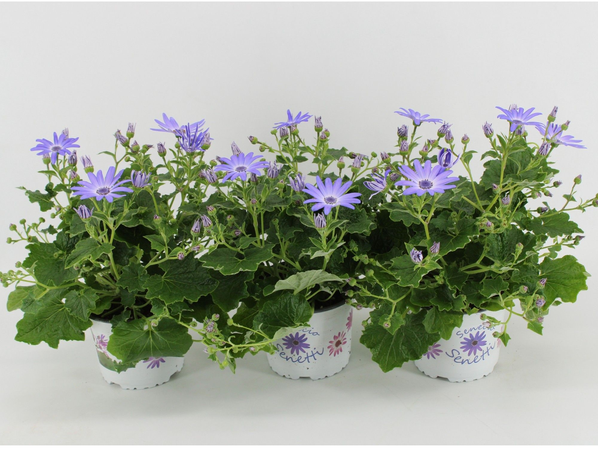 Senecio Senetti Pericallis Lavender