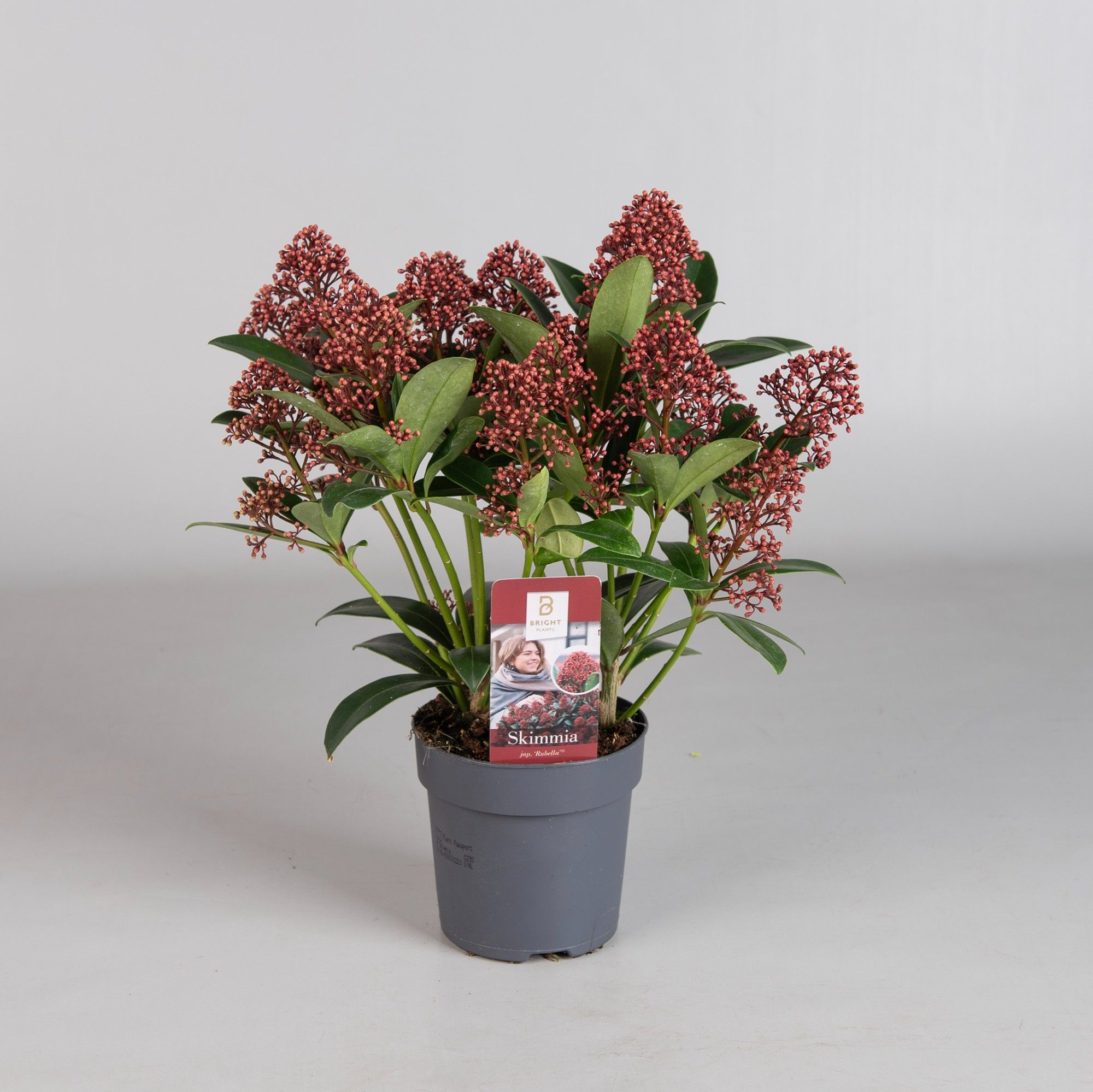 Skimmia jap. Rubella 10+ flowers