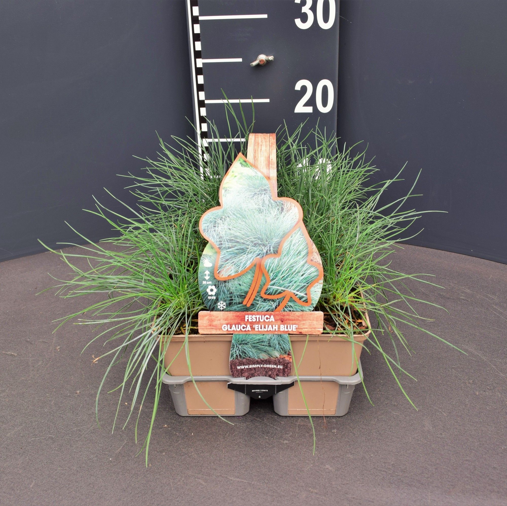 Festuca glauca 'Elijah Blue' 6 pack