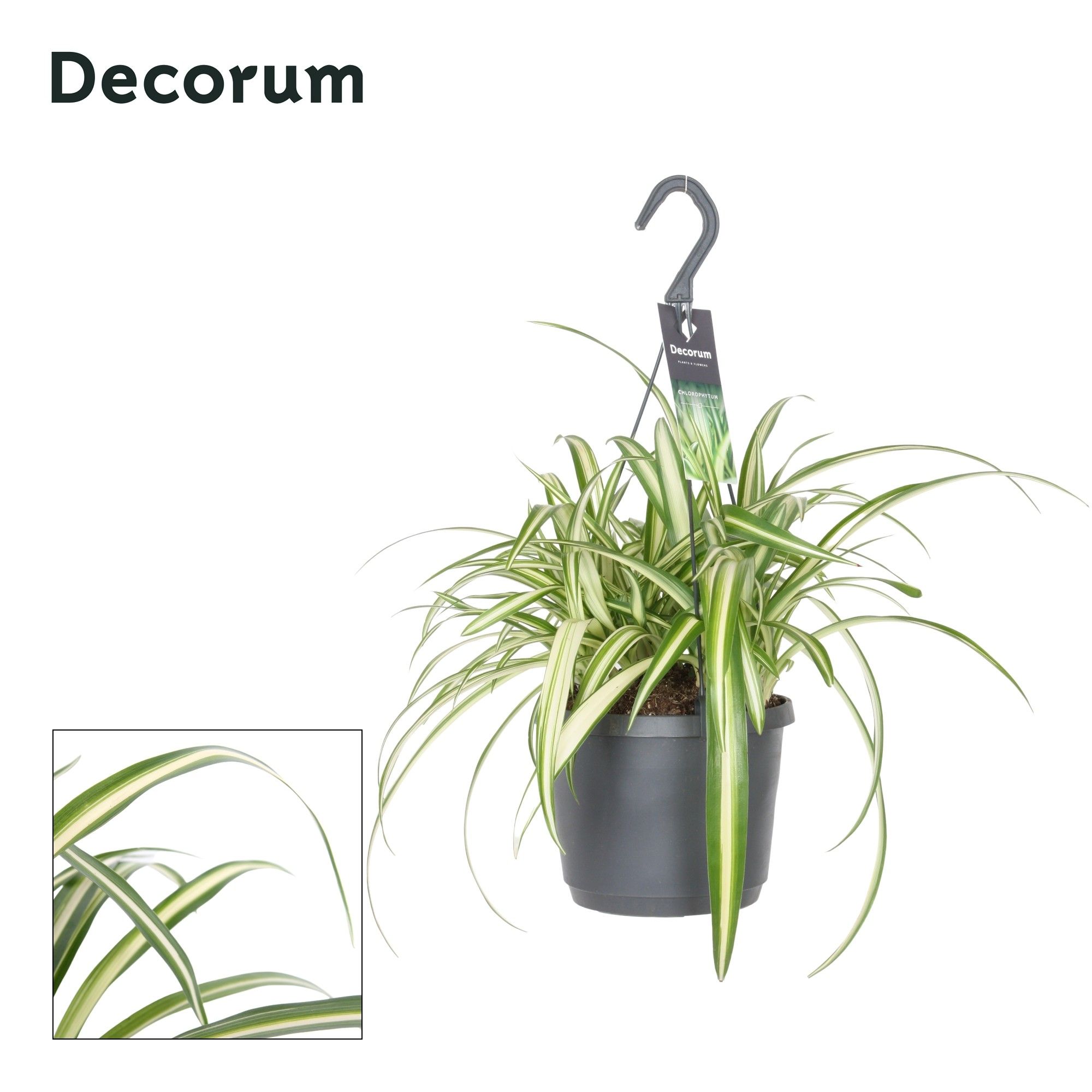 Chlorophytum comosum 'Variegatum'