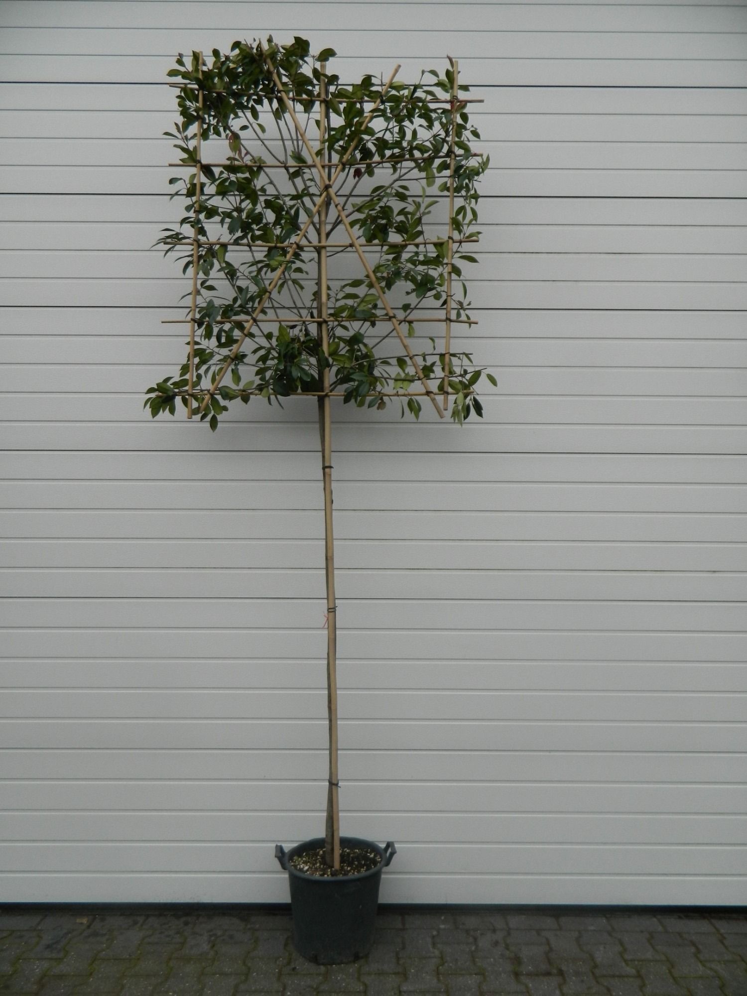 Photinia f. 'Red Robin' 6/8 180st LEI