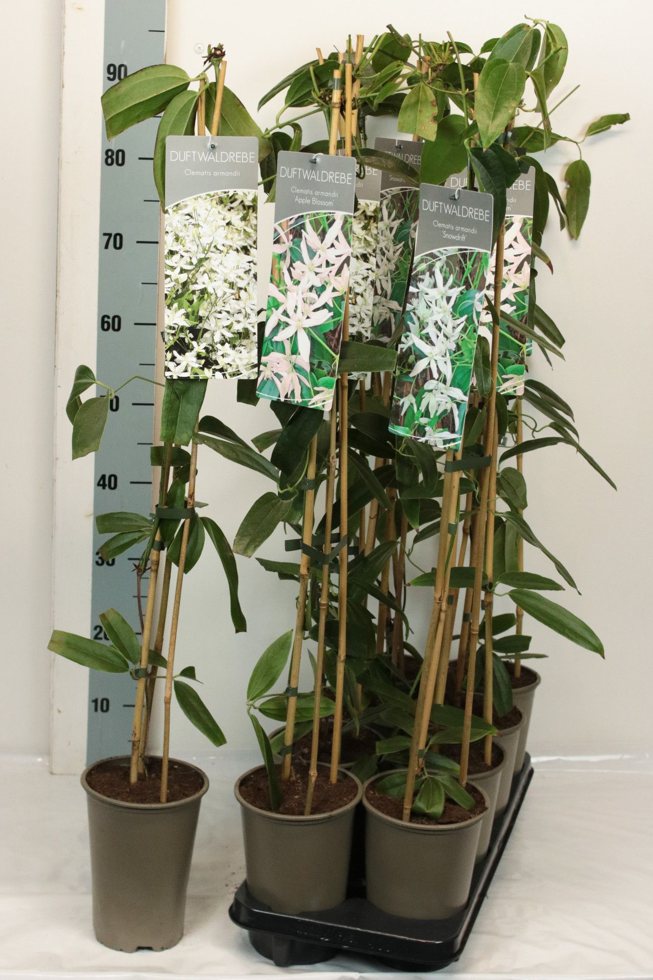 Clematis armandii in varieties