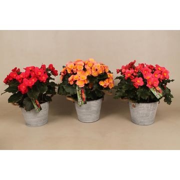 Begonia Betulia Single Flowered Mixed Begonia Other Begonia Garden Bedding Seasonal Plants All Products Vida Verde