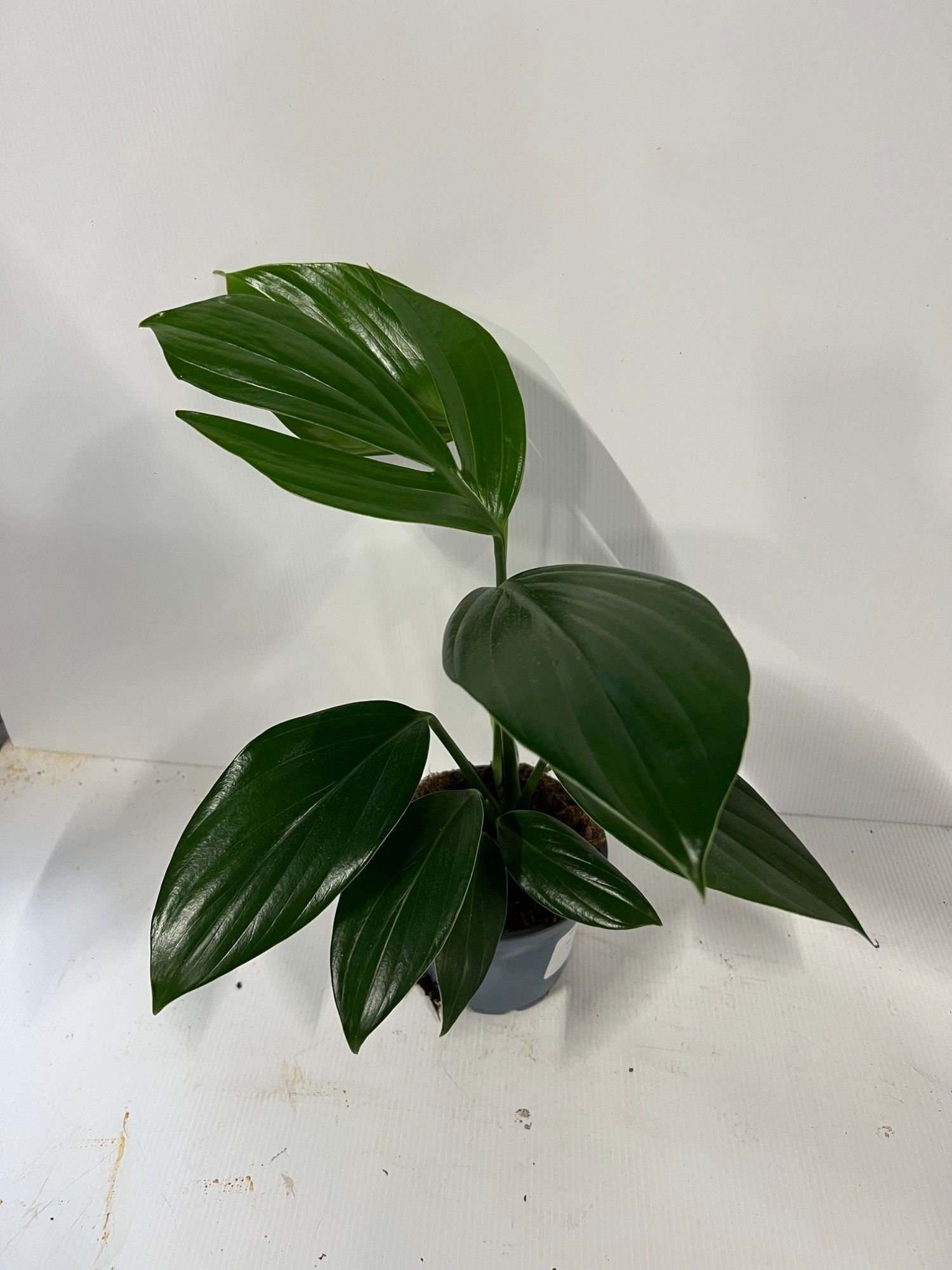 ufo plant The Snobby Leaf | Pilea Peperomioides 'Chinese Money' - 4 inch POT - NURSERY POT main image 1