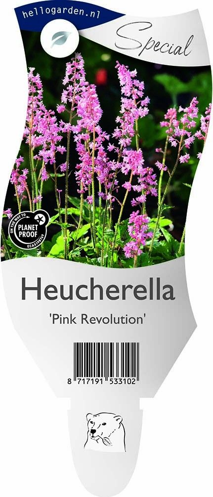 Heucherella Pink Revolution ('Heupire030')