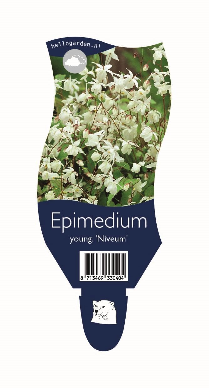 Epimedium youngianum 'Niveum'