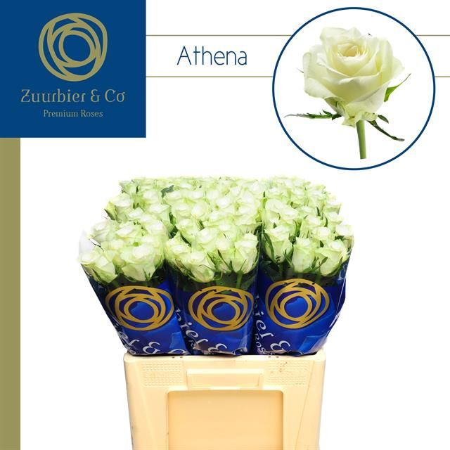 R Gr Athena