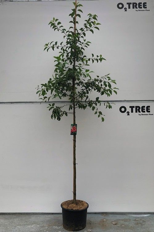 Malus 'Evereste' hoogstam
