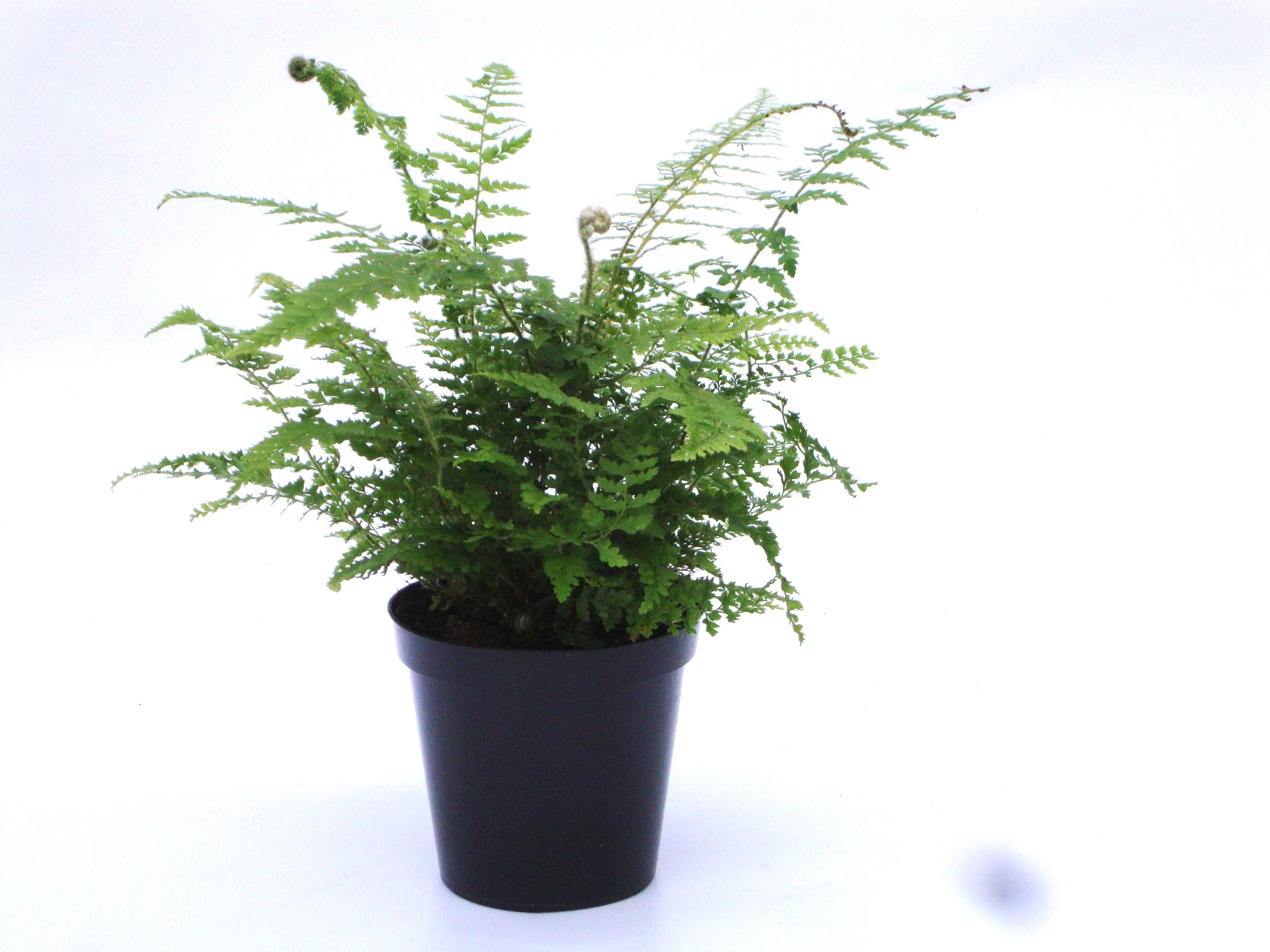 Polystichum set. 'Proliferum' ES11