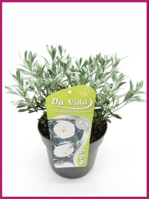 Convolvulus cneorum