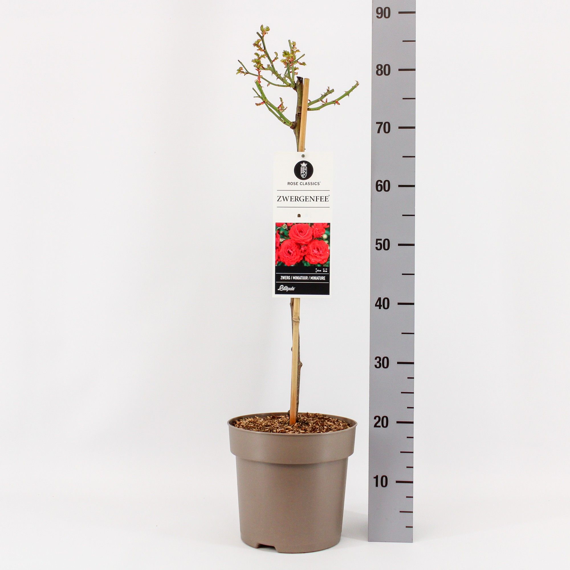 Rosa (M) Zwergenfee ®, stam 50