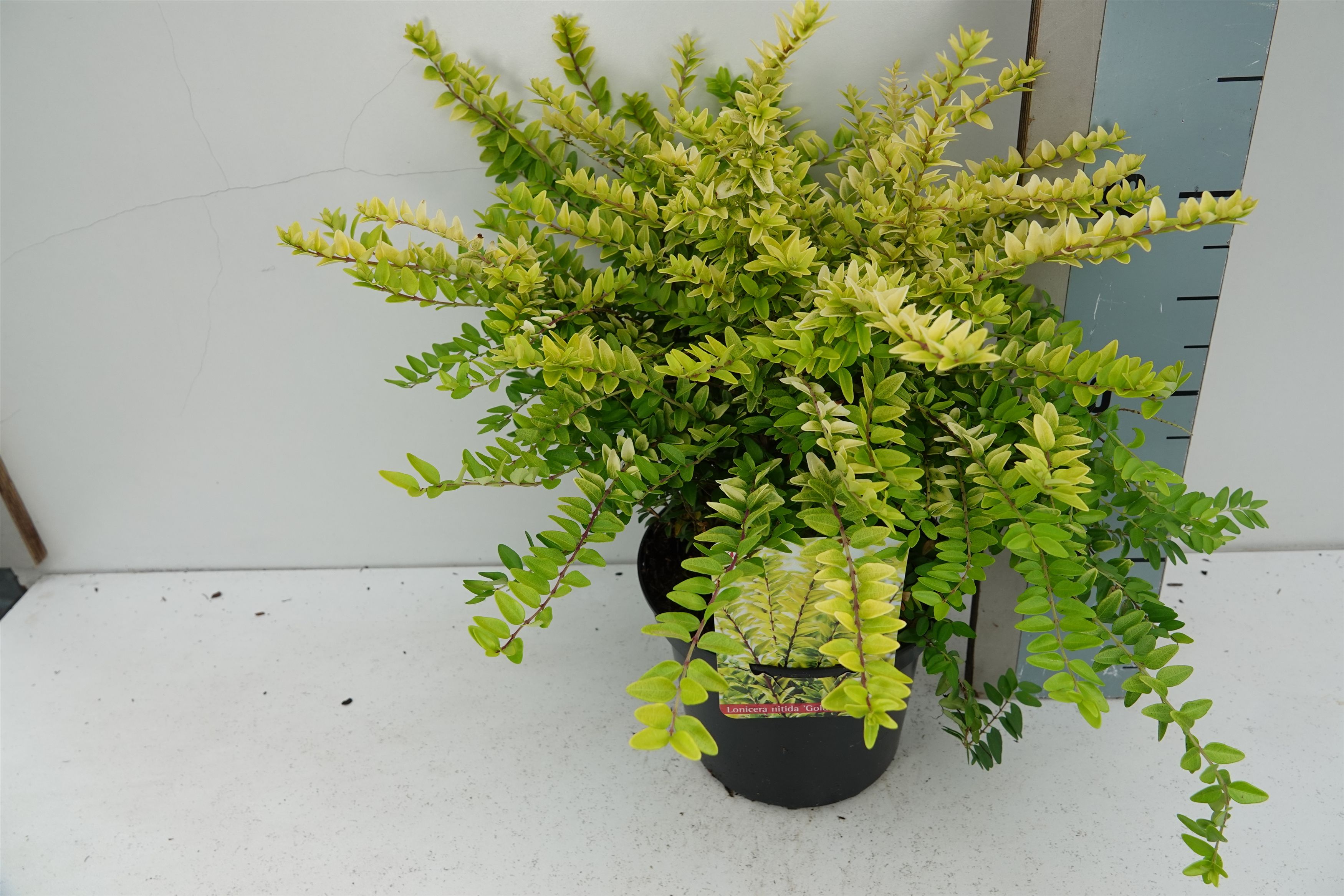 Lonicera shrub nitida 'Golden Glow' | Gardenline