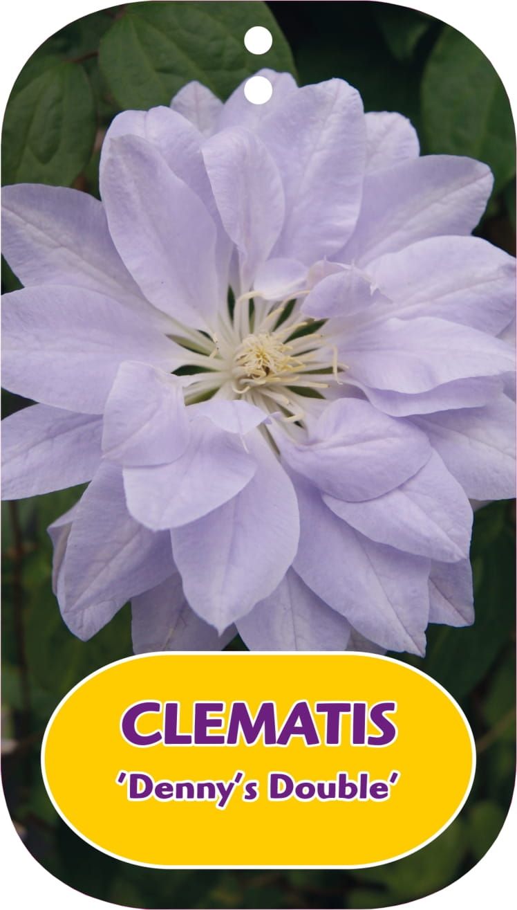 Clematis 'Denny's Double'