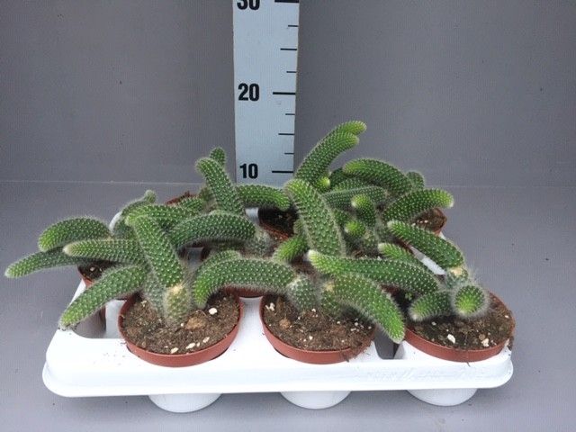 Hildewintera colademonis
