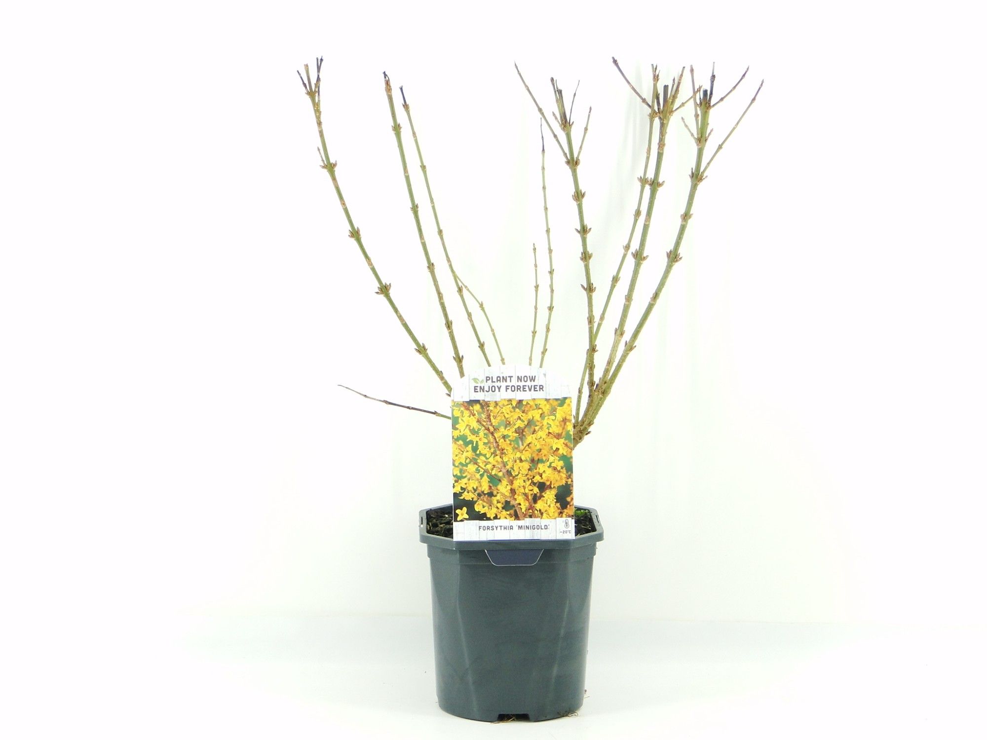 Picture of Forsythia int. Minigold