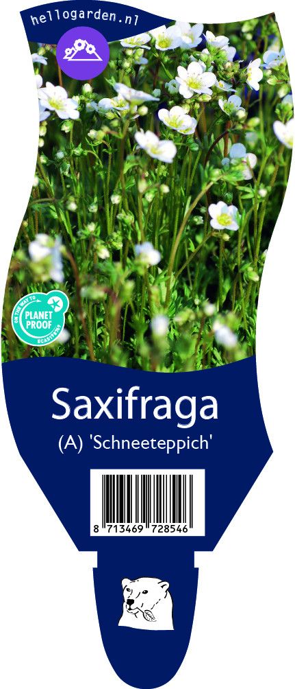 Saxifraga (A) 'Schneeteppich'