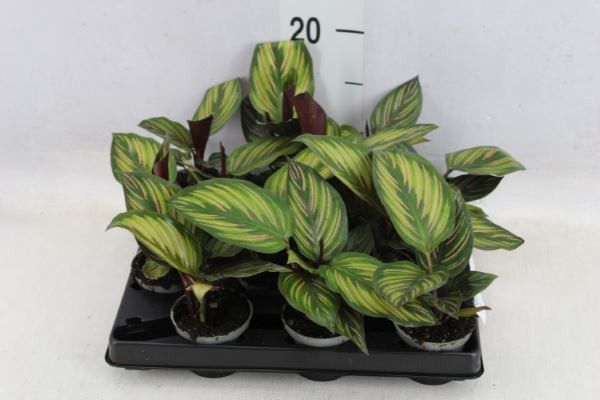 Calathea Mieli Mini | OZ Planten