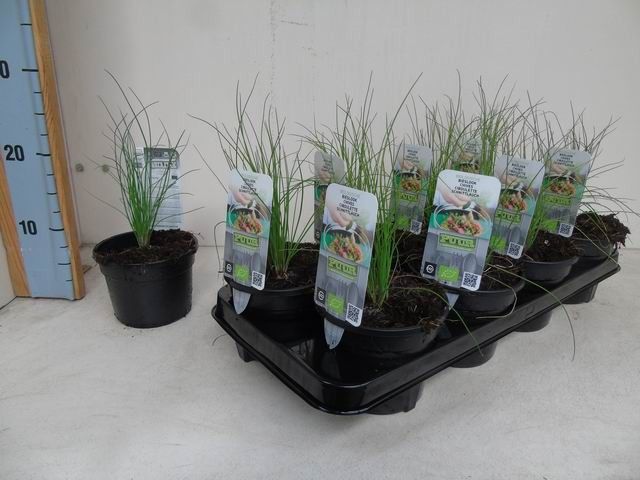Allium schoenoprasum