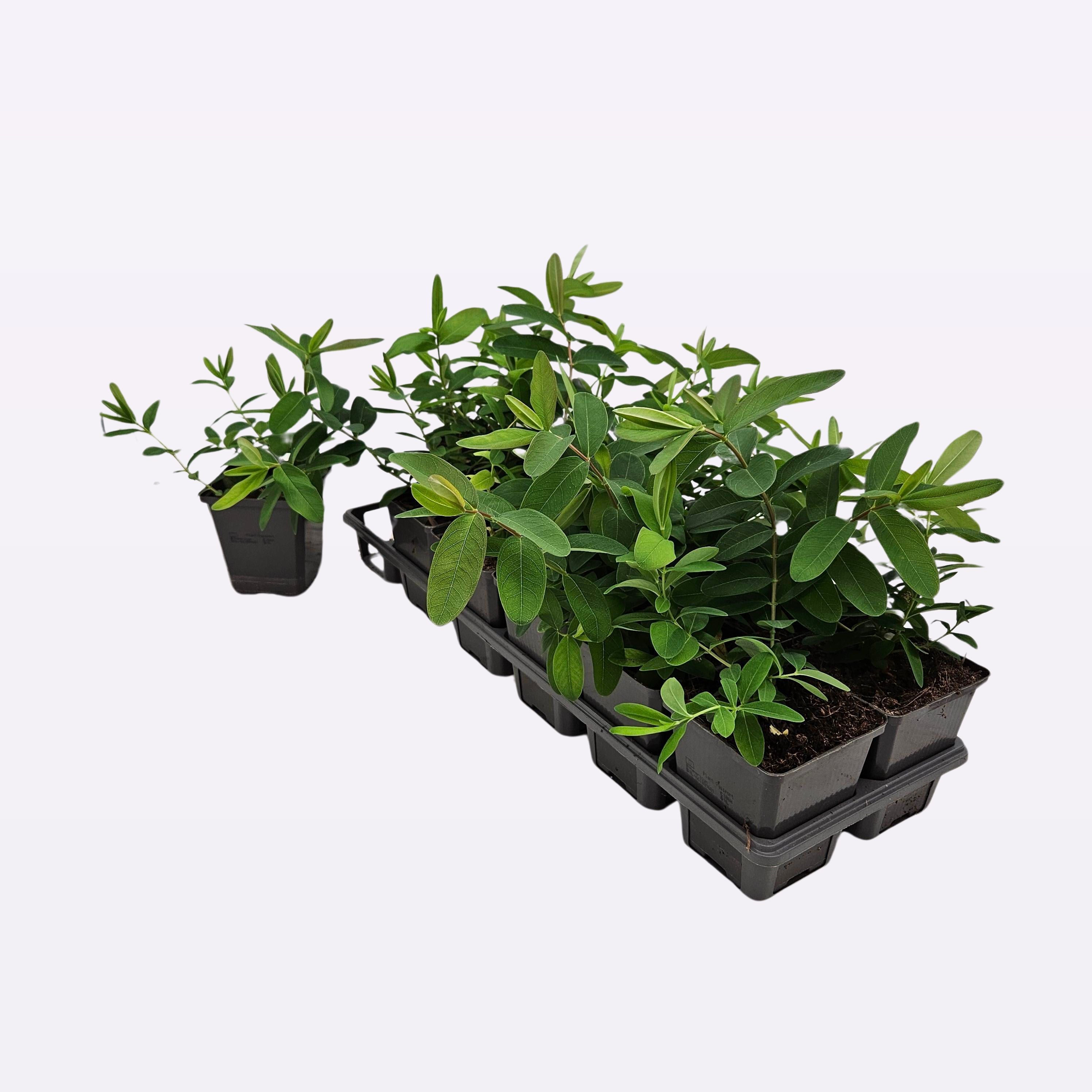 Hypericum calycinum 12 tray