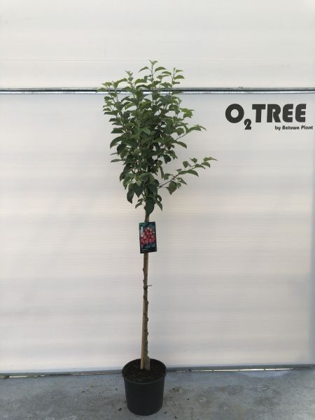 Malus 'Evereste' stam