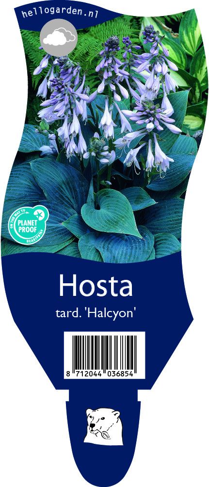 Hosta 'Halcyon'