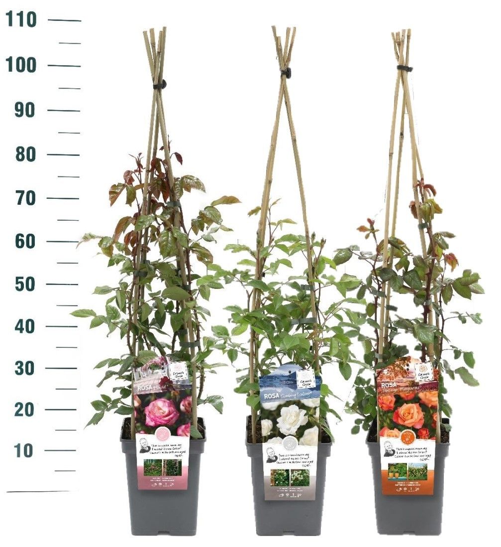 Rosa 'GEUR Mix' - Klim - VP5 - Exclusive Collection