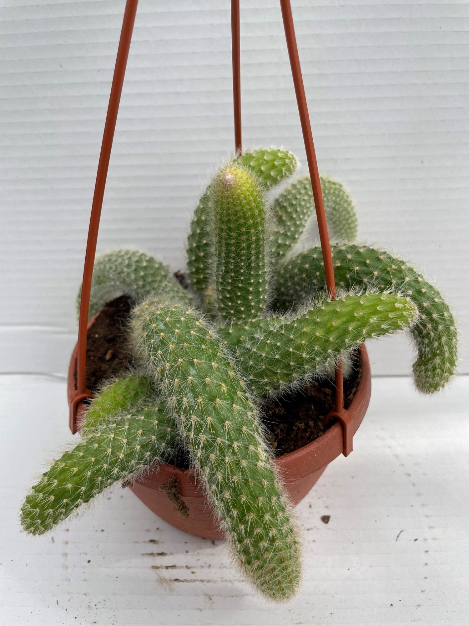 Cactus hanging plant Cleistocactus | Hamiplant