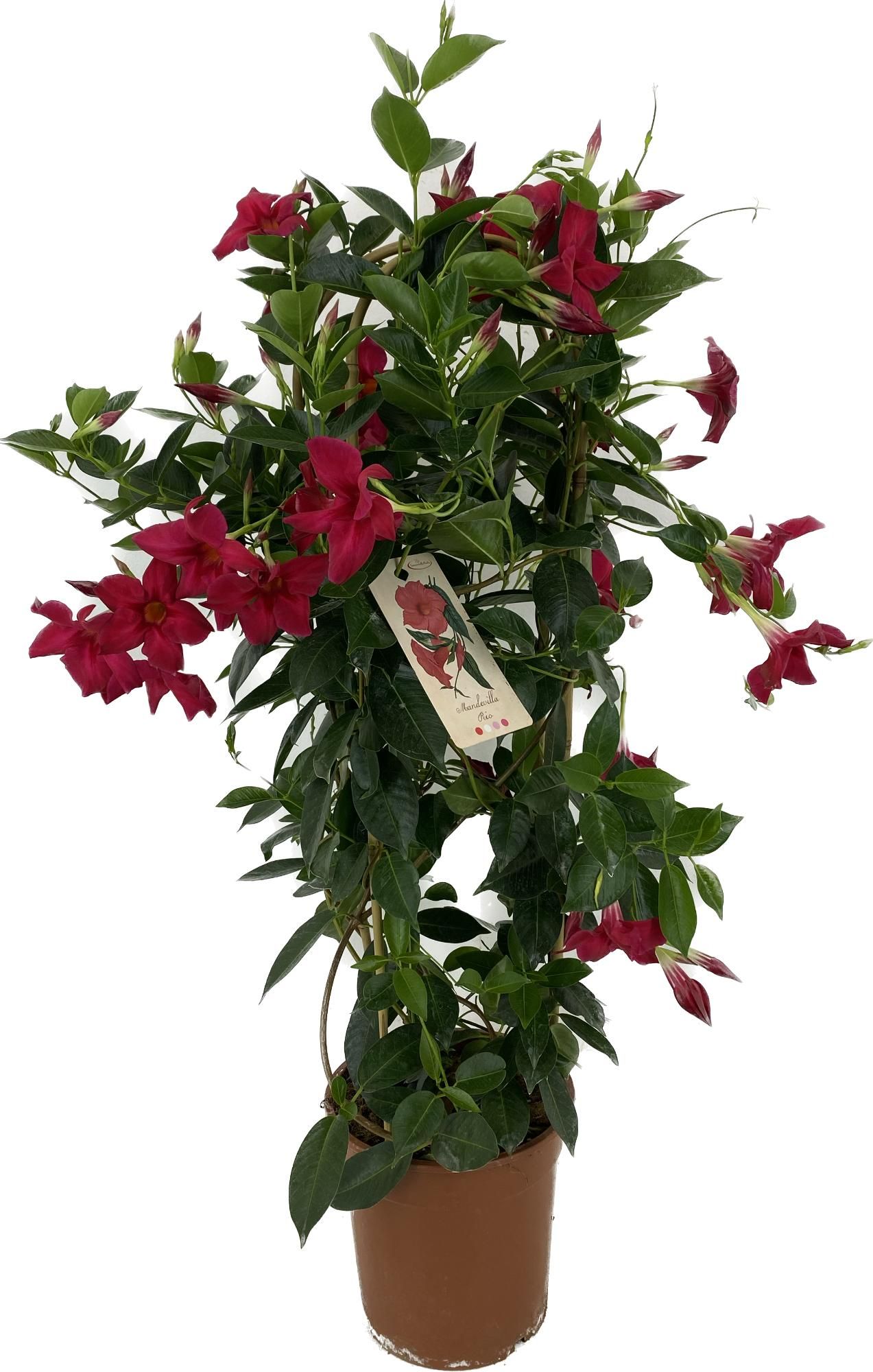 Mandevilla sanderi Rio Grande Scarlet Doppelter Bogen | OZ Planten